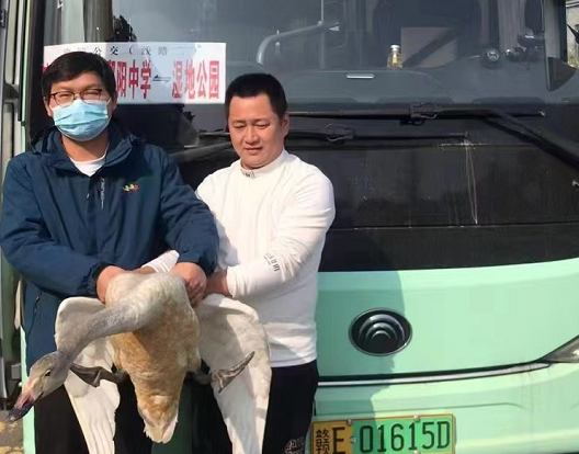 鄱陽(yáng)長(zhǎng)運(yùn)：?救助國(guó)家二級(jí)保護(hù)動(dòng)物——天鵝